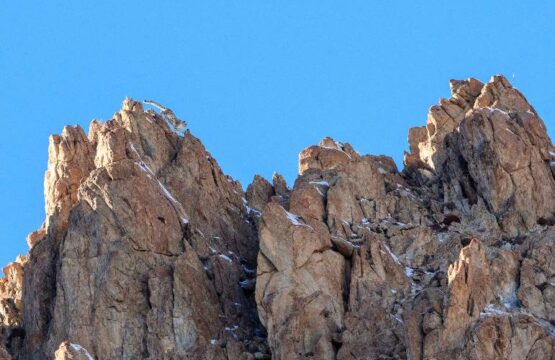 NMG1740_snow-leopard-Uncia-Himalayas-Ladakh-1.jpg