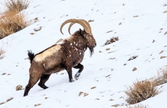 NMG2131_ibex-Capra-prey-snow-leopard-Ladakh.jpg