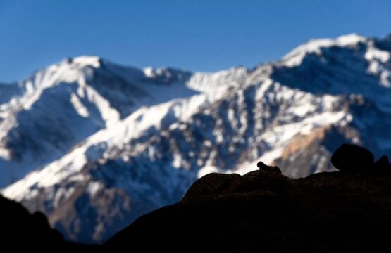 NMG4835-Edit_snow-leopard-Panthera-silhouette-Ladakh-1.jpg