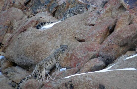 Snow-Leopard-Mating-Pair-Tchewang-Norbu-1.jpg