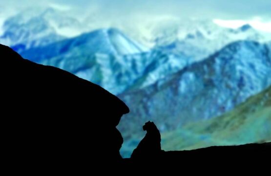 Snow-Leopard-Silhouette-1-scaled-1.jpg