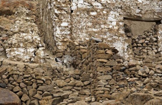 Snow-Leopard-a-bold-subadult-decides-to-walk-down-the-ruins-of-an-old-stup-1-scaled-1.jpg