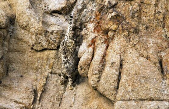 Snow-Leopard-descending-a-steep-rock-face-1-scaled-1.jpg
