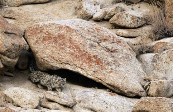 Snow-Leopard-emerging-out-from-her-cave-1-scaled-1.jpg
