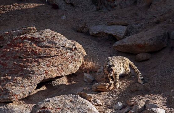 Snow-Leopard-in-golden-light-1-scaled-1.jpg