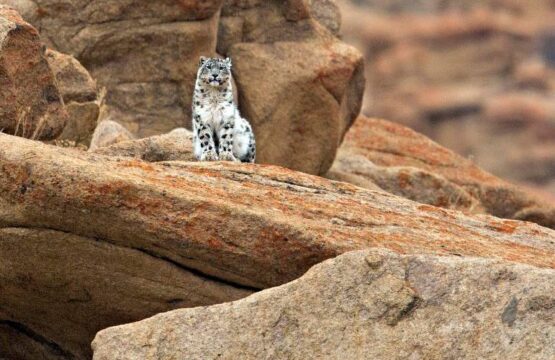 Snow-Leopard-posing-on-a-ledge-1-scaled-1.jpg