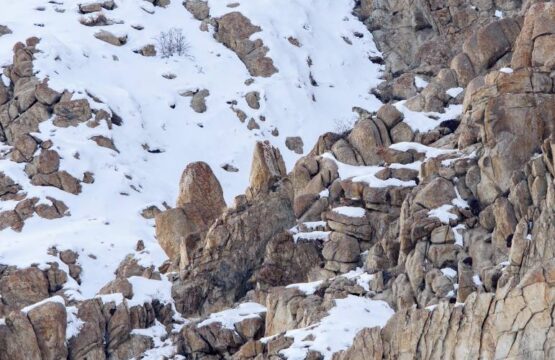 Snow-Leopard-scape-Nick-Garbutt-1-scaled-1.jpg