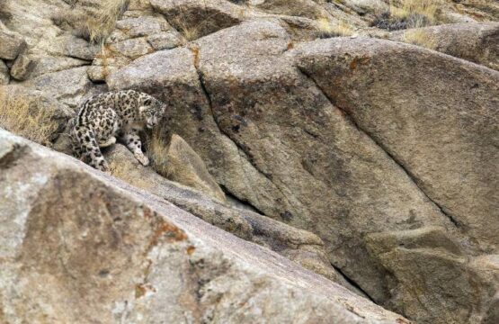 Snow-Leopard-turning-around-to-chase-the-magpies-away-again-1-1-scaled-1.jpg