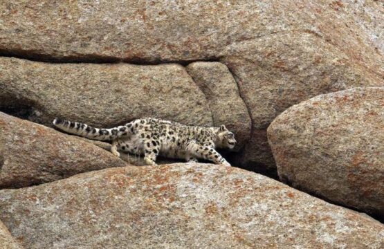Snow-Leopard-walking-the-side-of-a-steep-cliff-scaled-1.jpg