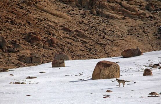 Tibetan-Wolf-Summer-Pastures-scaled-1.jpg