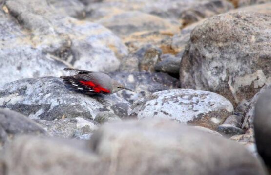 Wallcreeper-scaled-1.jpg