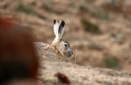 woolly-hare-CU-scaled-1.jpg
