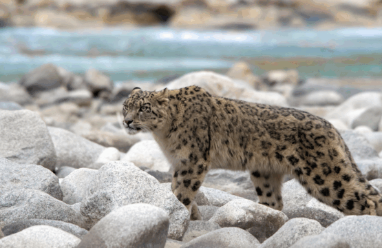 Snow-Leopard-Tour-India-%E2%80%93-A-Private-Journey-from-the-Himalayas-to-Indias-Tiger-Country-1-555x360.png