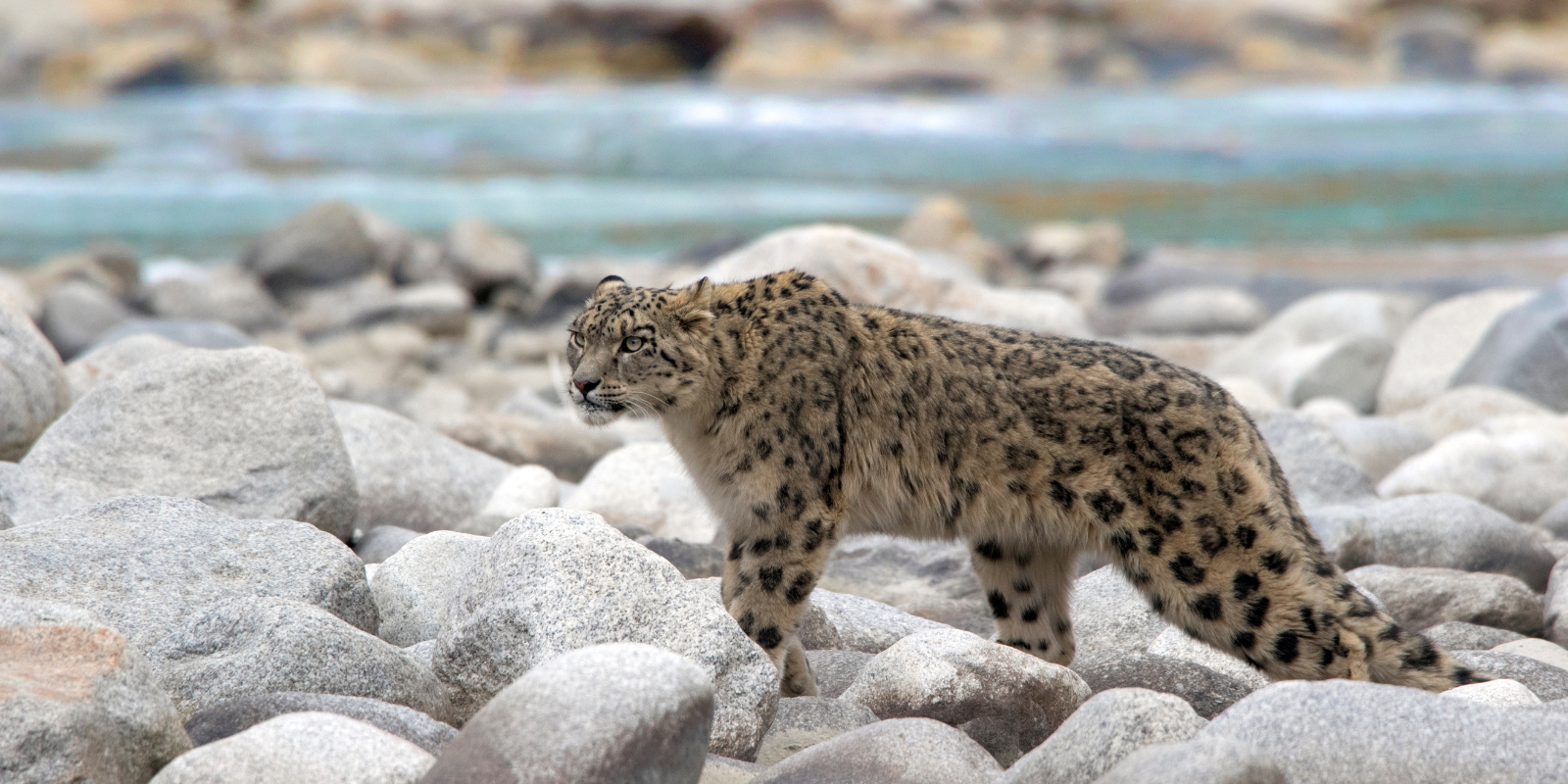 Snow-Leopard-Tour-India-%E2%80%93-A-Private-Journey-from-the-Himalayas-to-Indias-Tiger-Country-1.png