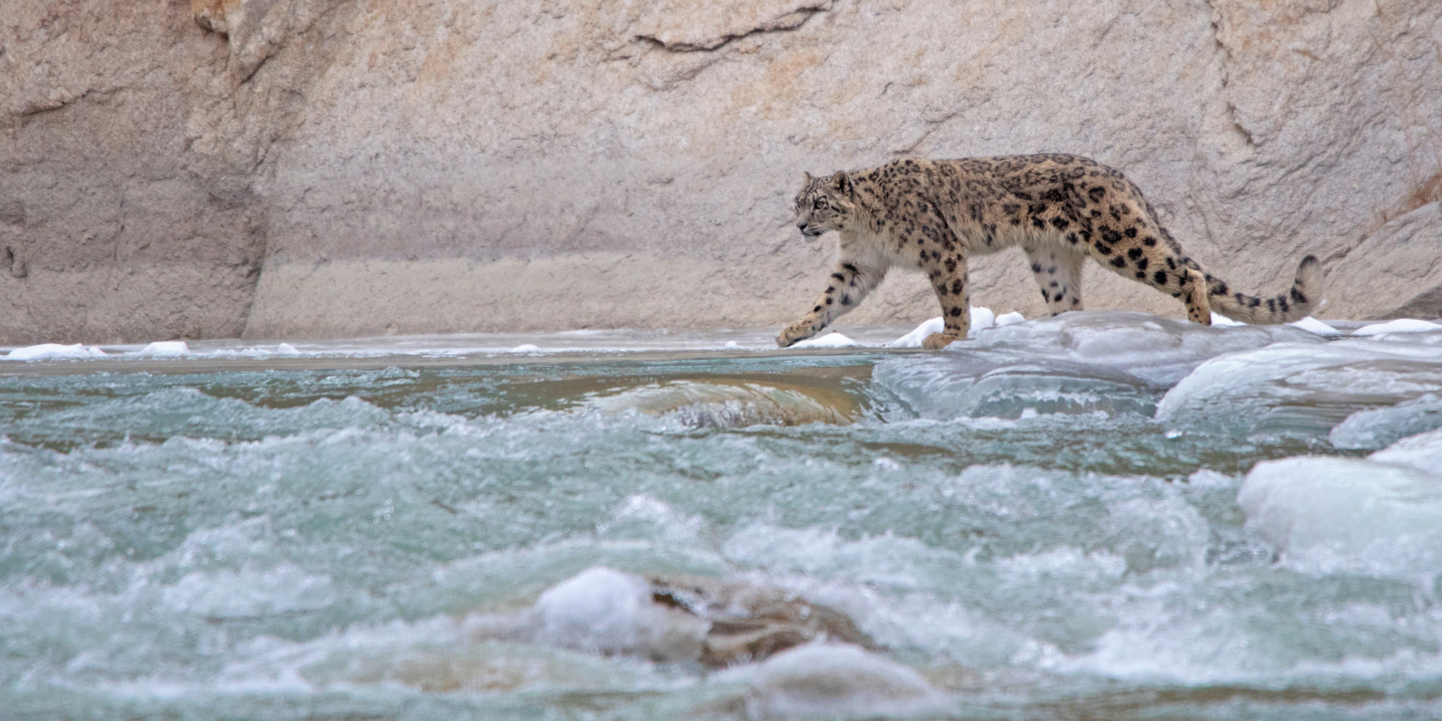 Snow-Leopard-Tour-India-%E2%80%93-A-Private-Journey-from-the-Himalayas-to-Indias-Tiger-Country-6.png