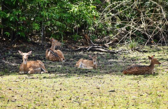 big-game-camps-wilpattu-surr-10.jpg