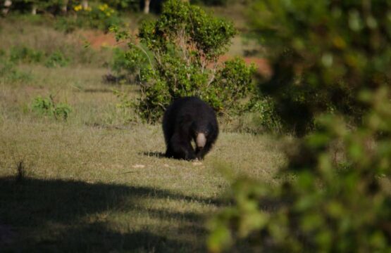 mahoora-camps-wilpattu-surr-29.jpg