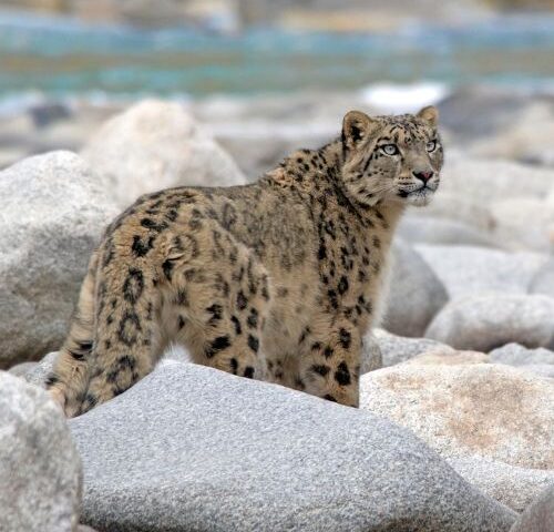 Pros & Cons of a Himalayan Snow Leopard Expedition: Group vs Flexible Lodge-Based Travel