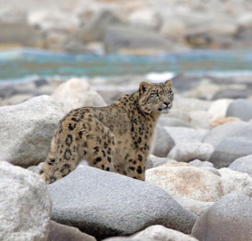 snow leopard sighting
