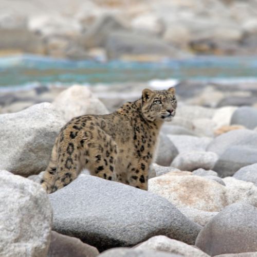 snow leopard sighting