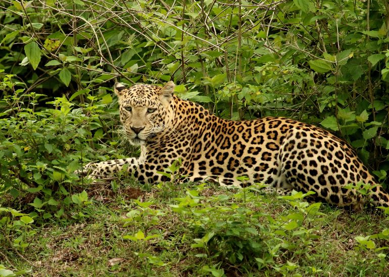 Bandipur-National-Park-india.jpg
