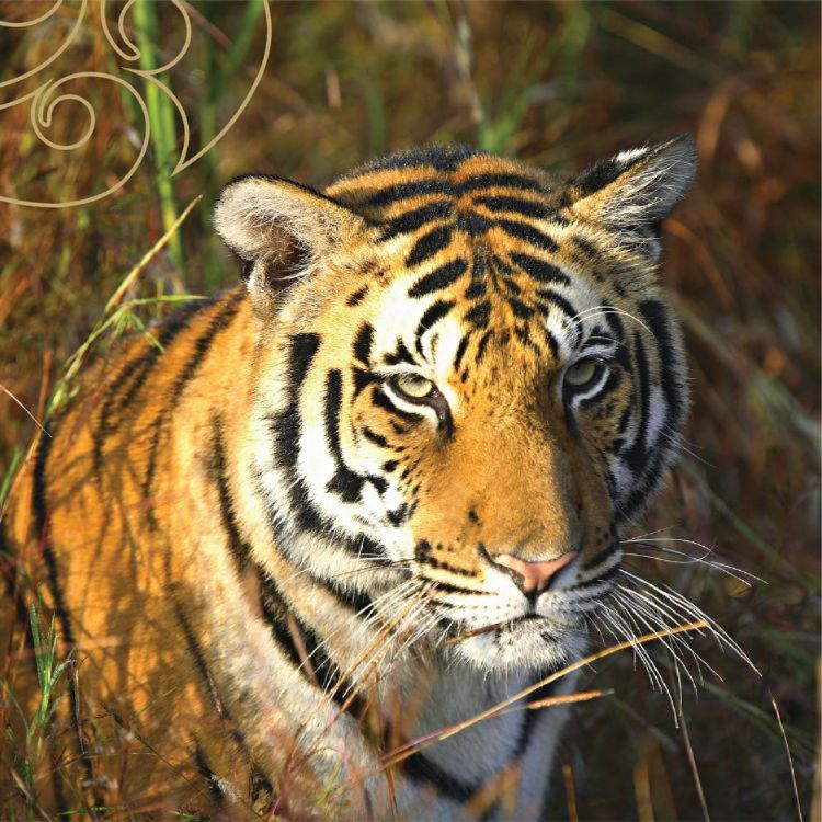 Tigers & Leopards of India