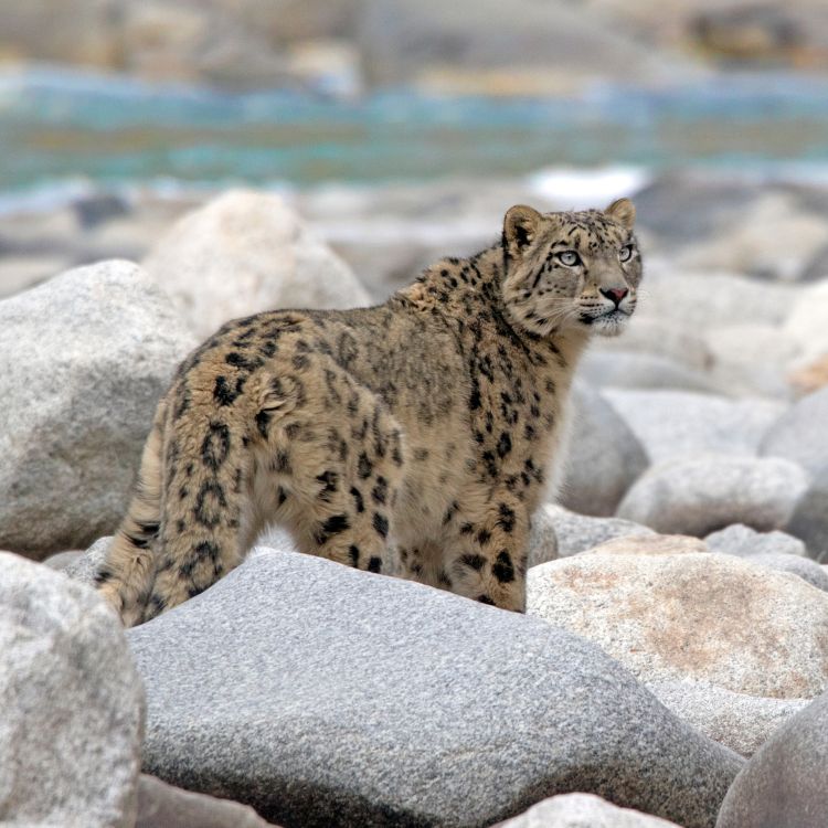 snow-leopard
