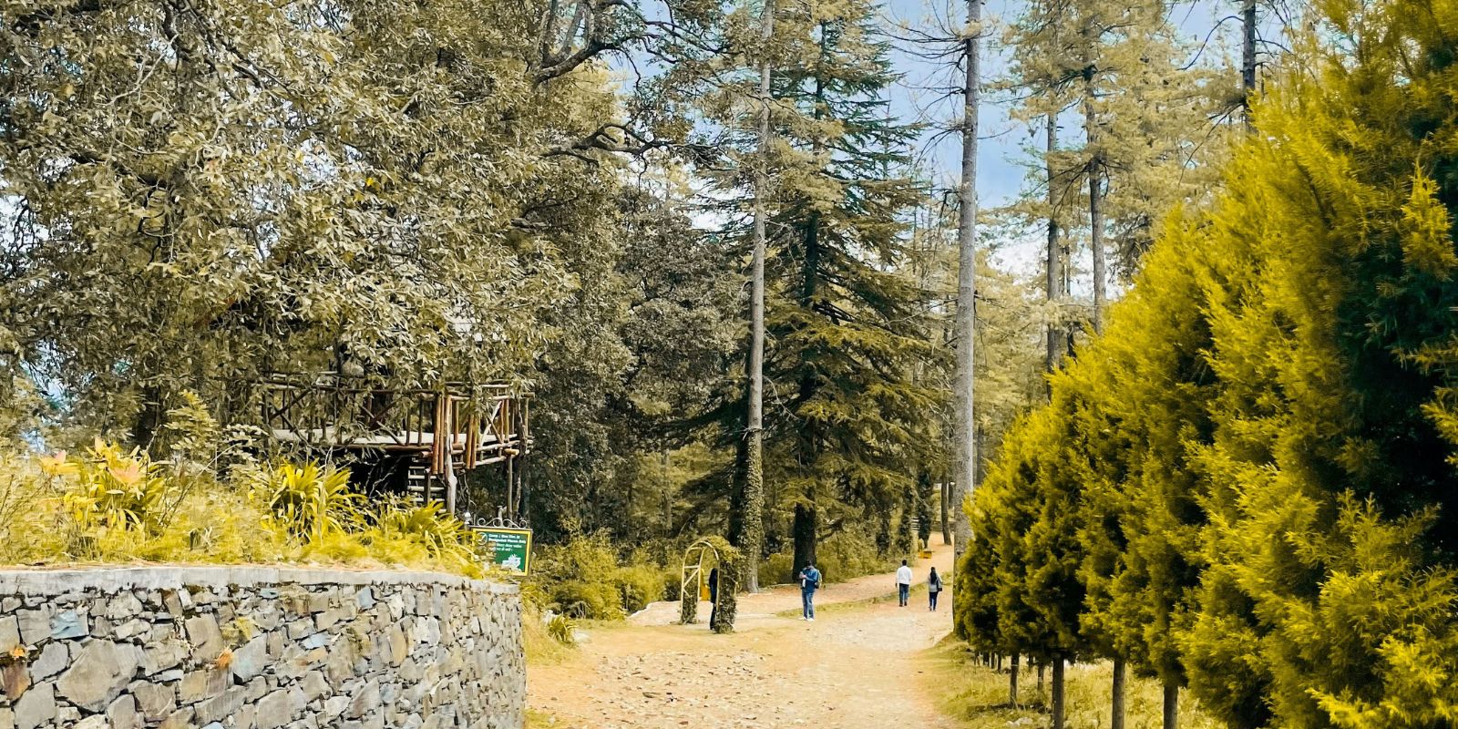 Mashobra-Forests-7.jpg