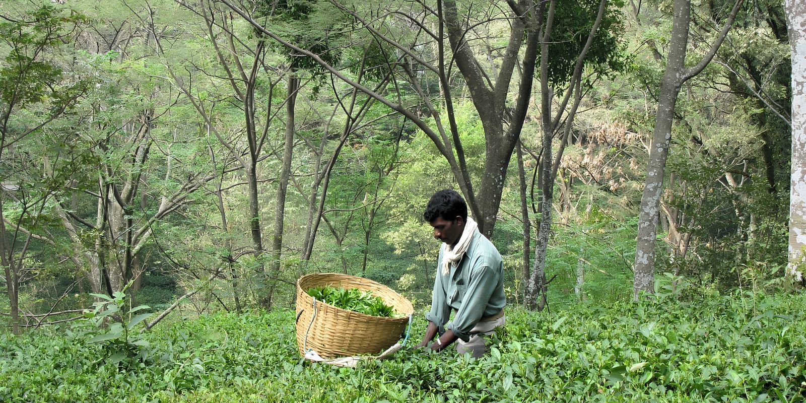 Palampur-Tea-Art-and-Dhauladhar-Landscapes-1.jpg