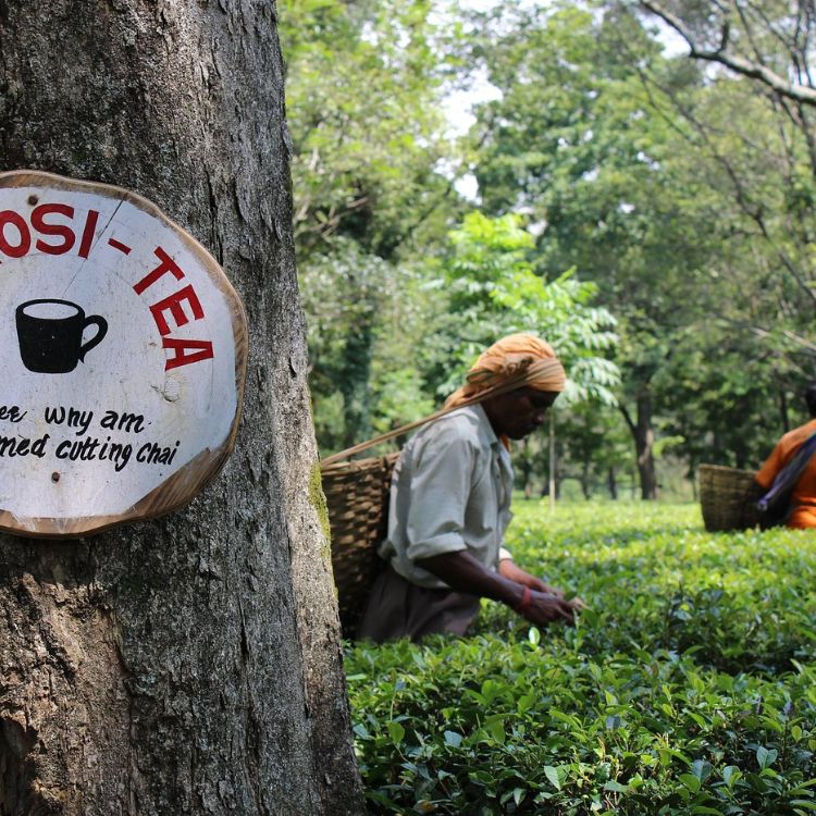 Palampur Tea, Art and Dhauladhar Landscapes (11)