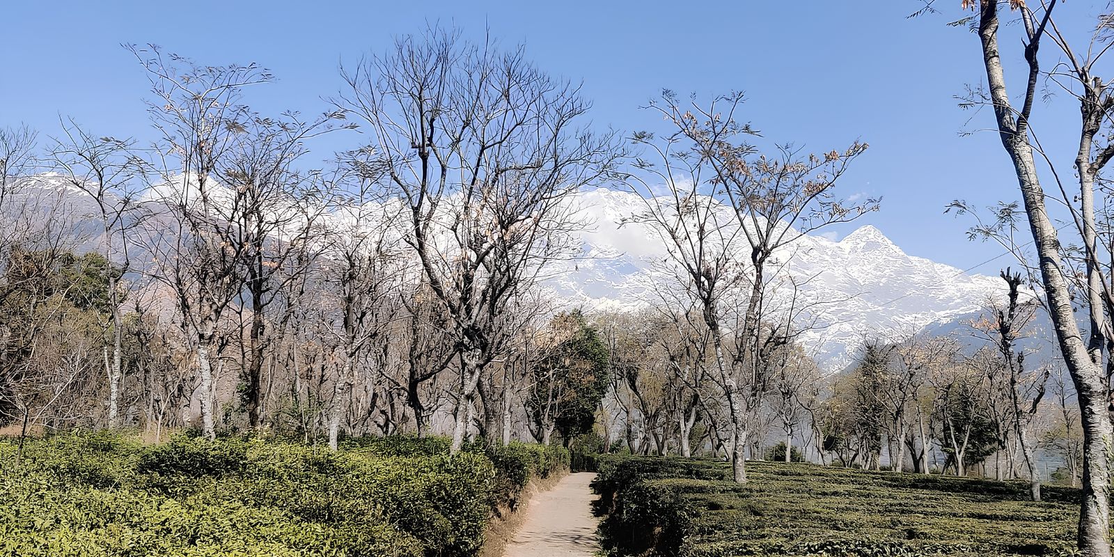 Palampur-Tea-Art-and-Dhauladhar-Landscapes-3.jpg