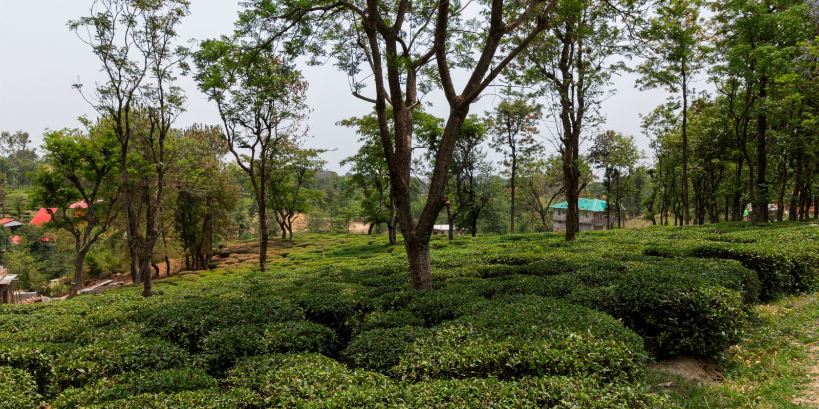 Palampur-Tea-Art-and-Dhauladhar-Landscapes-4.jpg