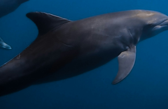 Dolphin-Safari-In-Maldives-Banner3-555x360.png