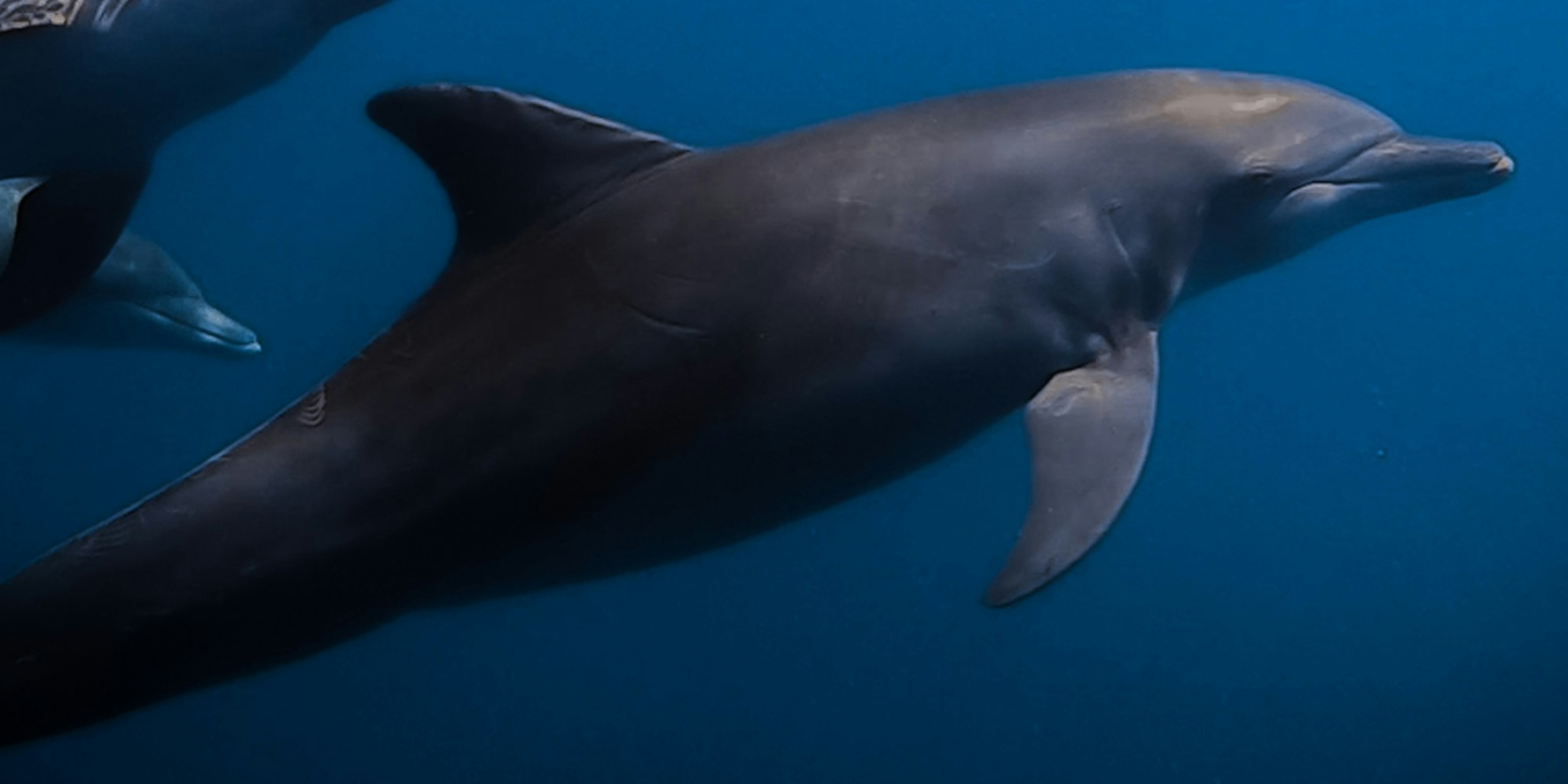 Dolphin-Safari-In-Maldives-Banner3.png