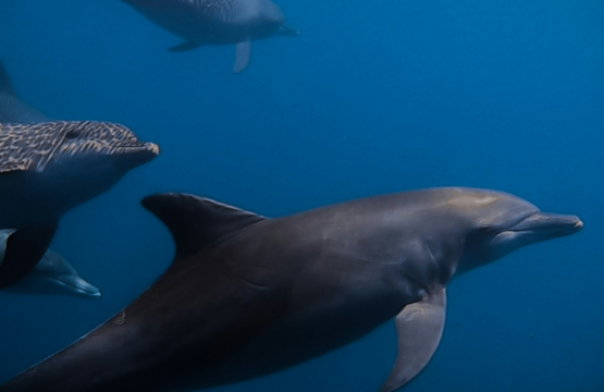Dolphin-Safari-In-Maldives-Square1-1-555x360.png