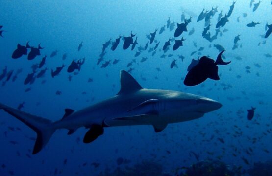 Nurse-Shark-Snorkelling-in-Maldives-Banners1-555x360.jpg