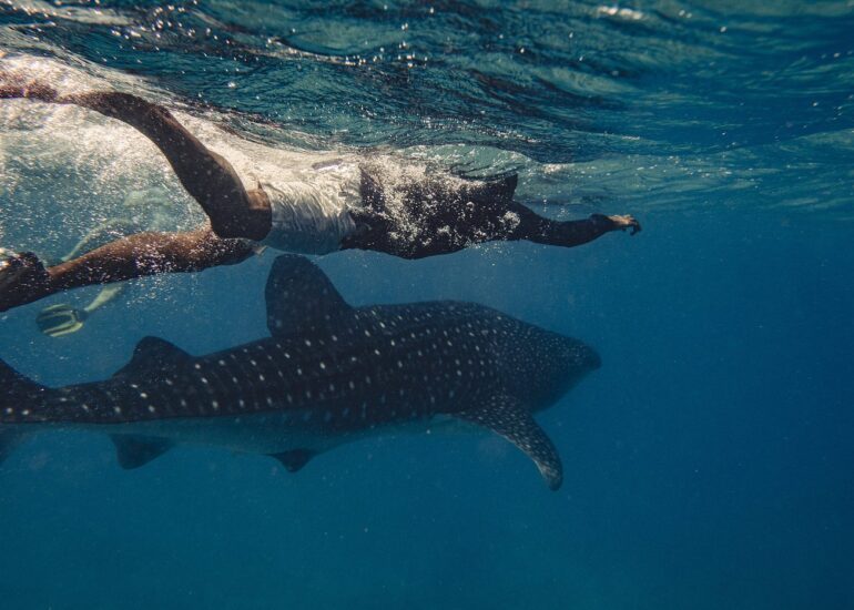 whaleshark-excursion-770x550.jpg