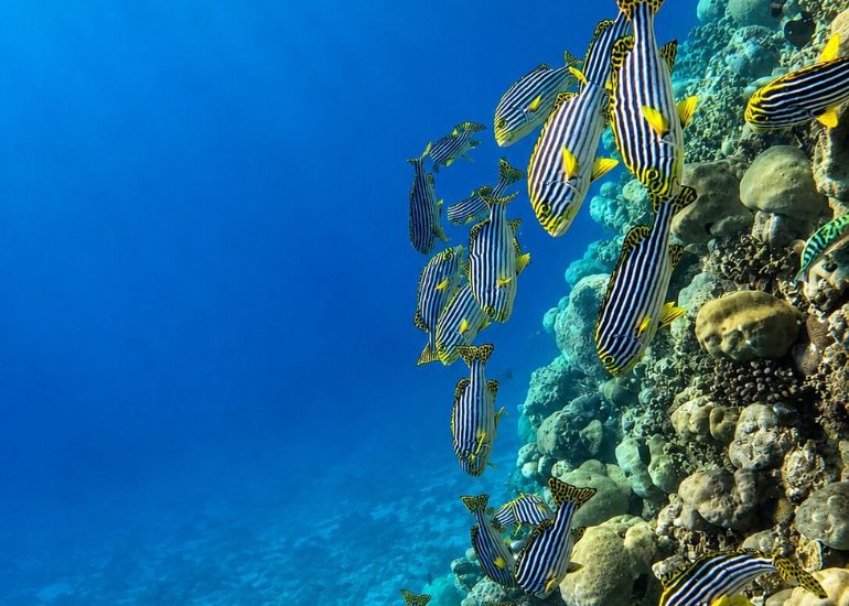 Things-to-do-in-Meemu-Atoll-1.jpg