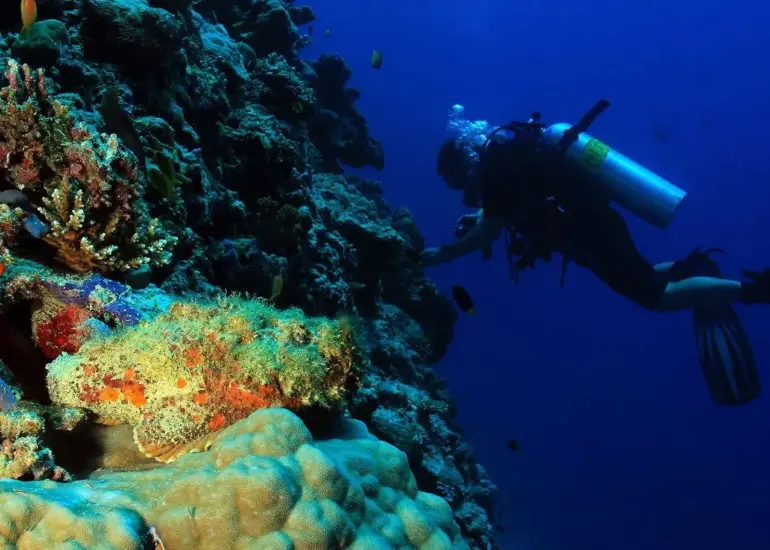 diving-at-reef-wall-770x550.webp
