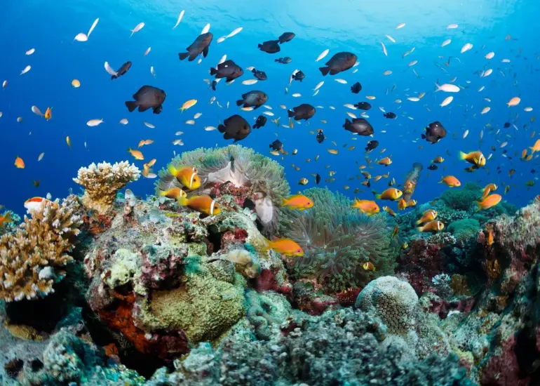 nemo-found-770x550.webp