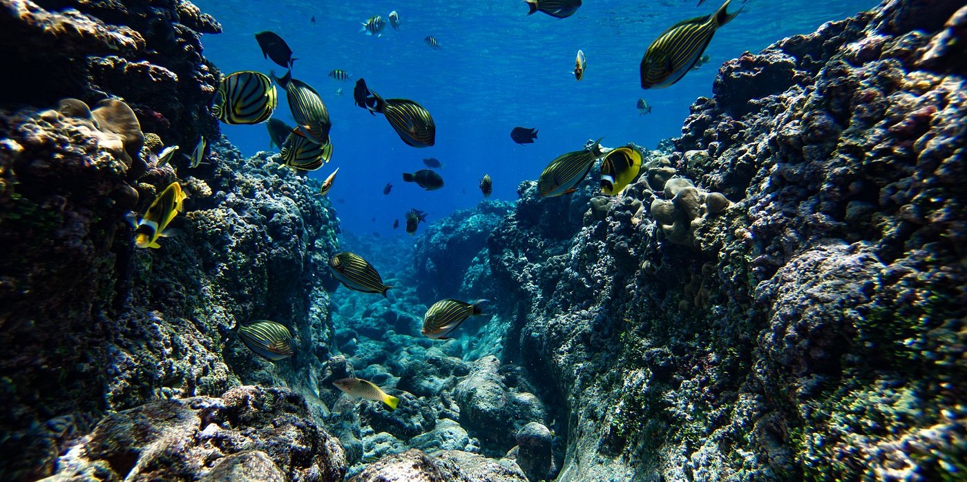 beautiful-corals.jpg