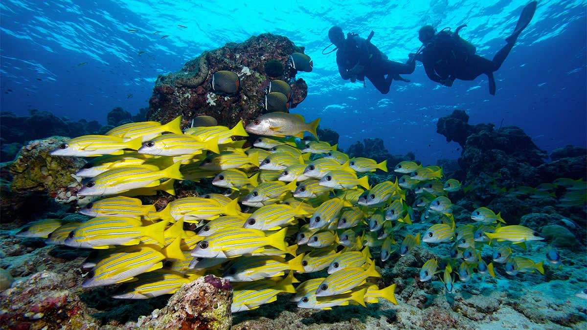 scuba-diving.jpg