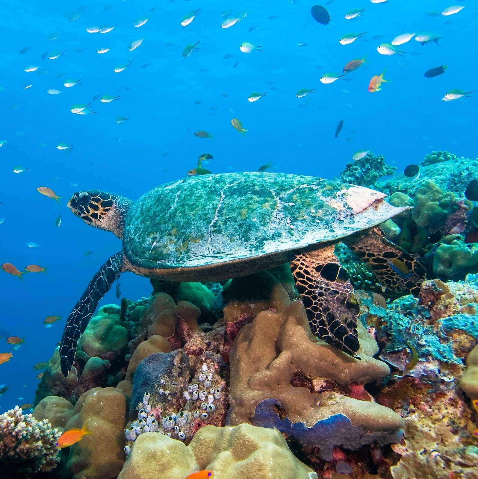 Turtle1