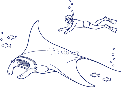 Mantaray Watching