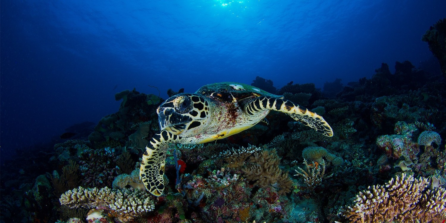 Turtlediving.jpg