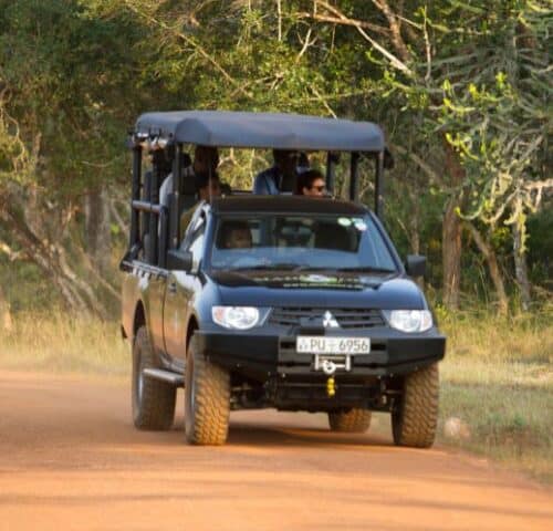 A Guide to Plan Your Wildlife Safari in Sri Lanka