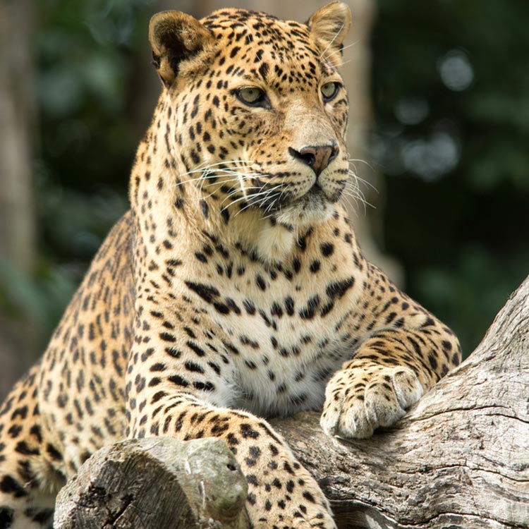 leopard in the wild in Sri Lanka spotted on safari