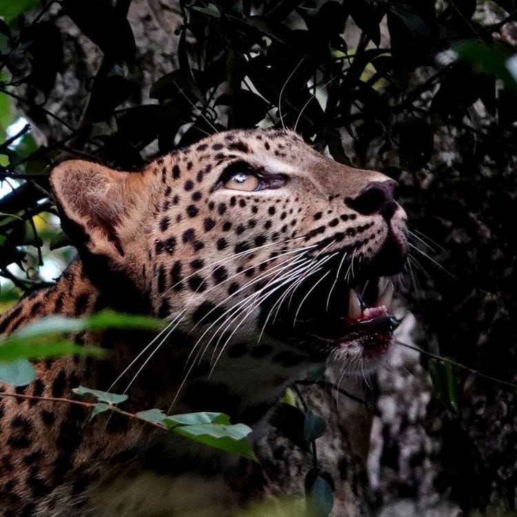 Leopard sighting at Yala national park in Sri Lanka