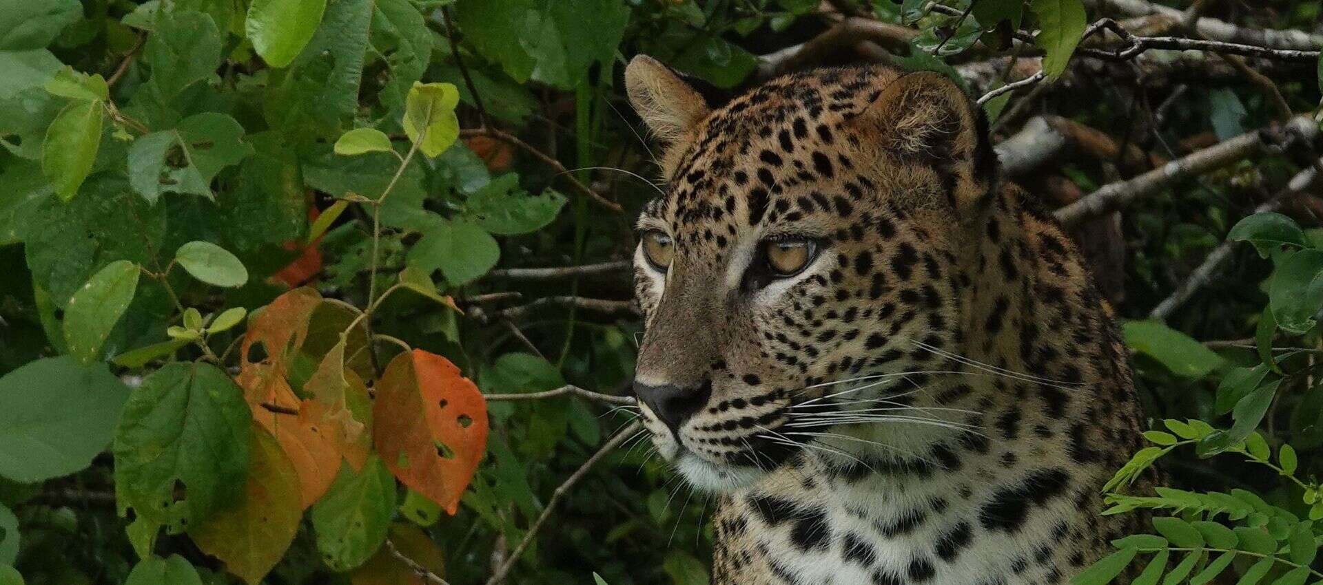 leopard-sighting-at-yala.jpg